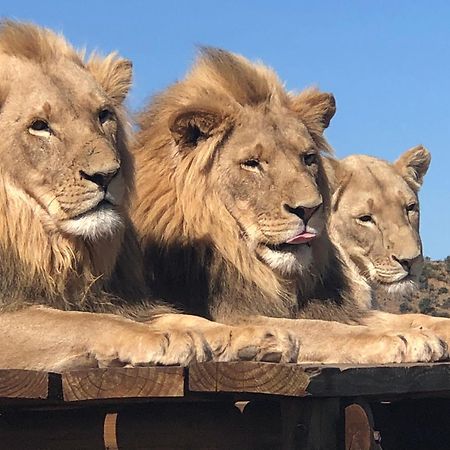 Weltevreden Game Lodge Блумфонтейн Экстерьер фото