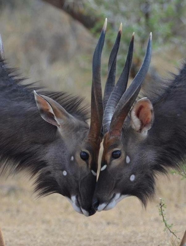 Weltevreden Game Lodge Блумфонтейн Экстерьер фото