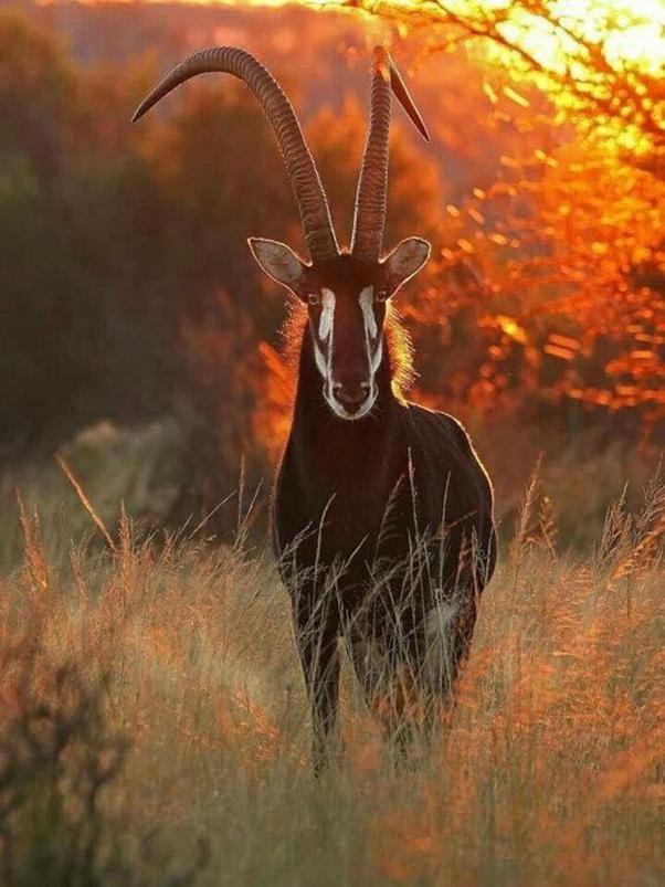 Weltevreden Game Lodge Блумфонтейн Экстерьер фото