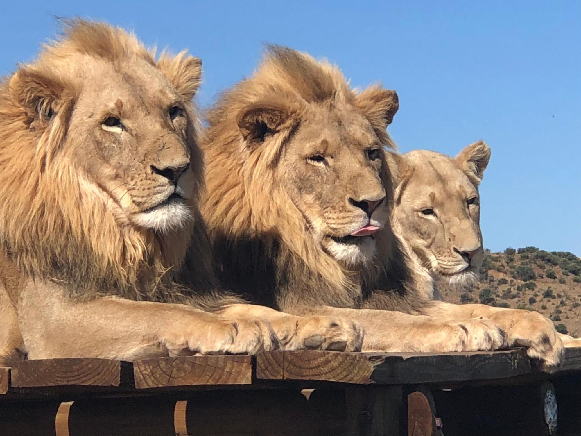 Weltevreden Game Lodge Блумфонтейн Экстерьер фото