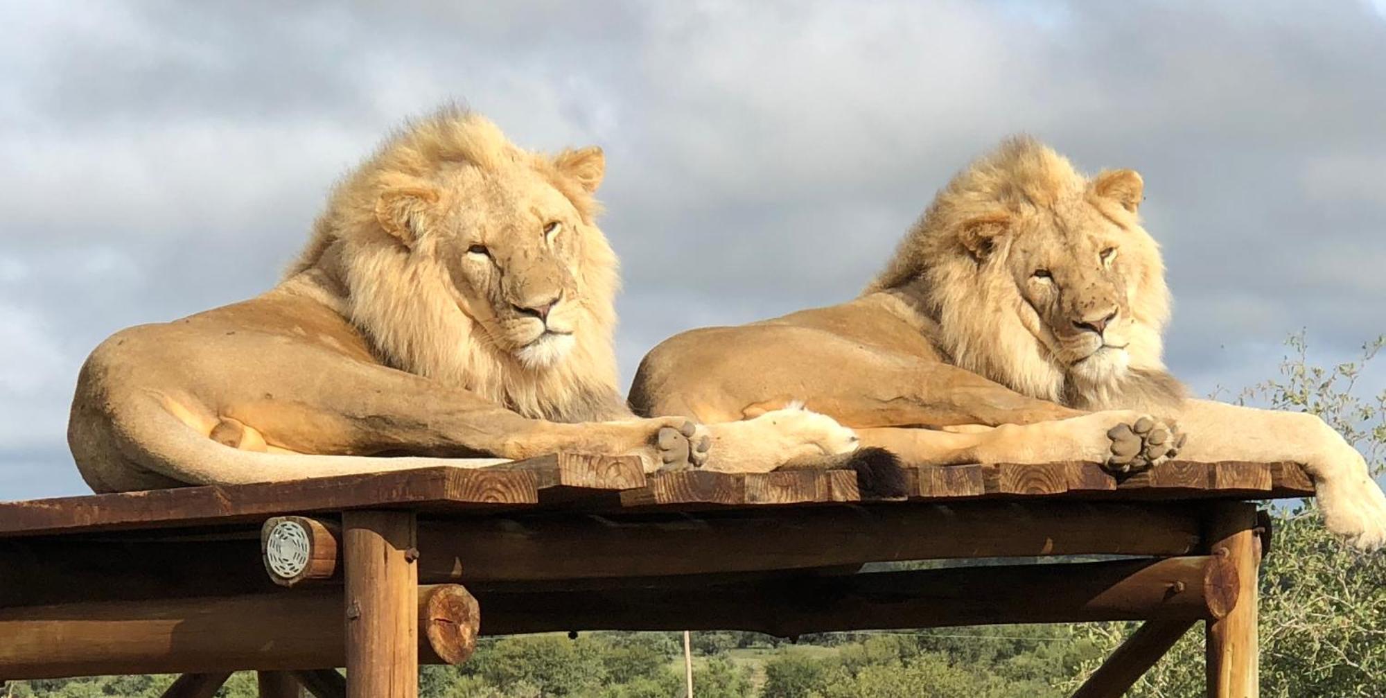 Weltevreden Game Lodge Блумфонтейн Экстерьер фото